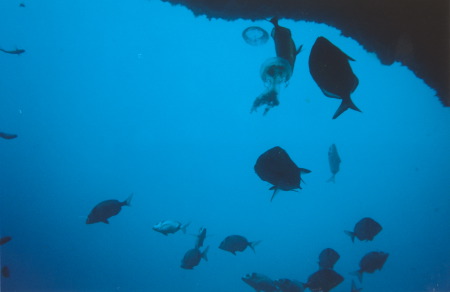 Grotte du dauphin. Des sars attaquent des méduses pour en faire leur repas. Iles médes - Estartit - Espagne