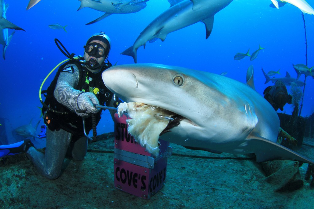 shark-feeding