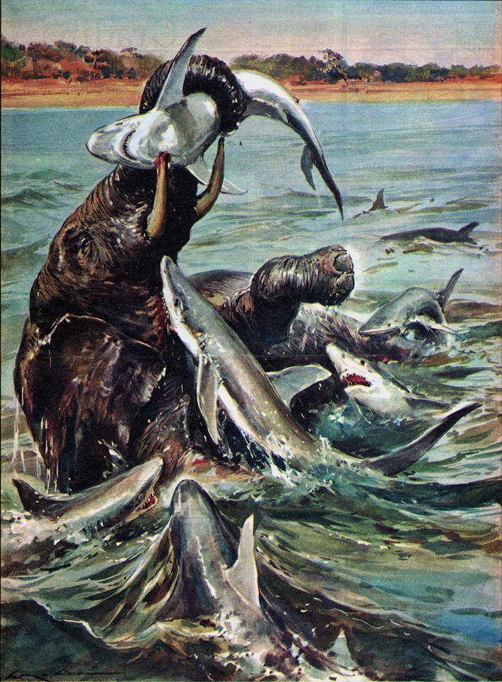 Walter Molino : des requins qui attaquent un éléphant